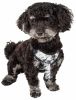 Pet Life 'Bonatied' Mesh Reversible And Breathable Adjustable Dog Harness W/ Designer Neck Tie